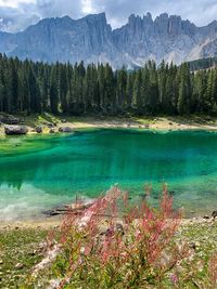 Scenic view of lake in forest