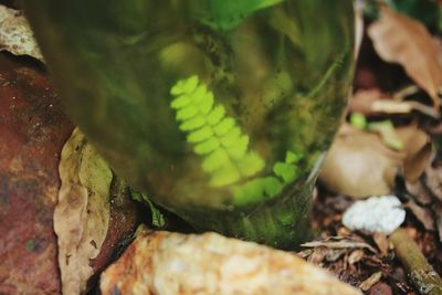 Close-up of lizard