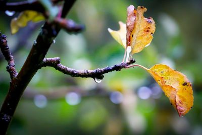 Close-up of wilted plant during autumn