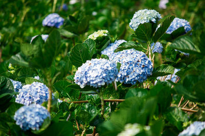 Close-up of purple hydrangea flowers