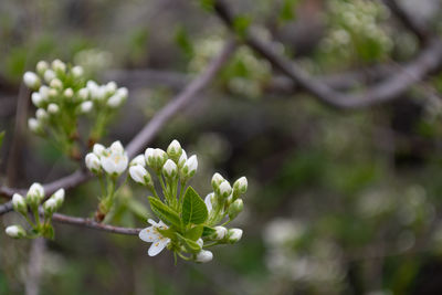 Close-up of white flowering plant