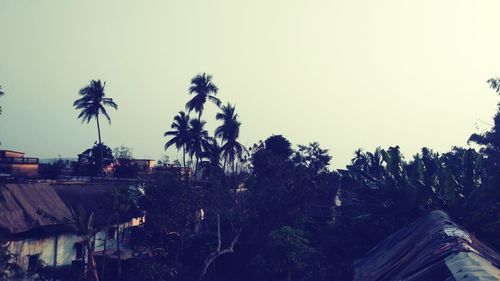 Low angle view of palm trees and building against clear sky