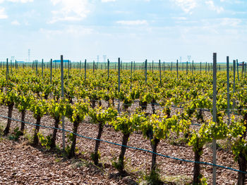 Scenic view of vineyard against sky