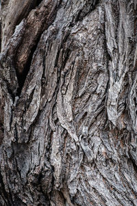 Full frame shot of tree trunk