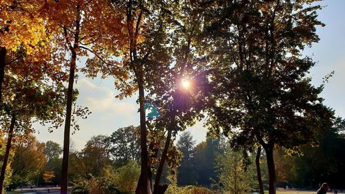 Sunlight streaming through trees in forest during autumn