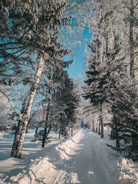 Snow covered land and trees during winter