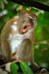 Affe im regenwald, tioman island, malaysia