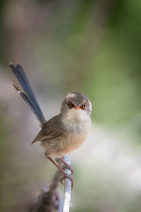 Close-up of bird perching on plant