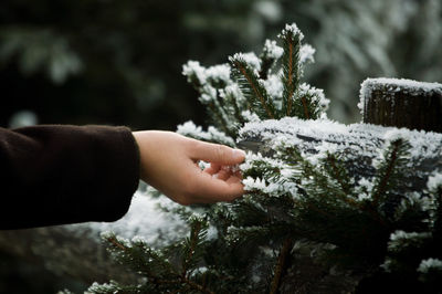 A girl touching the frozen leaves