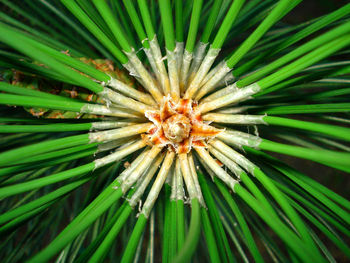 Full frame of leaves