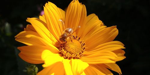 Close-up of bee on yellow flower