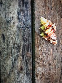 Directly above shot of vegetables on table