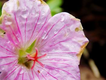 Close-up of pink flower