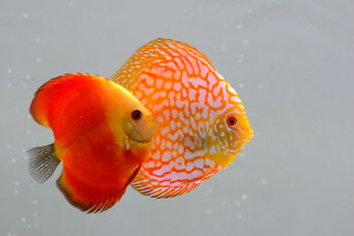 Close-up of fish swimming in water
