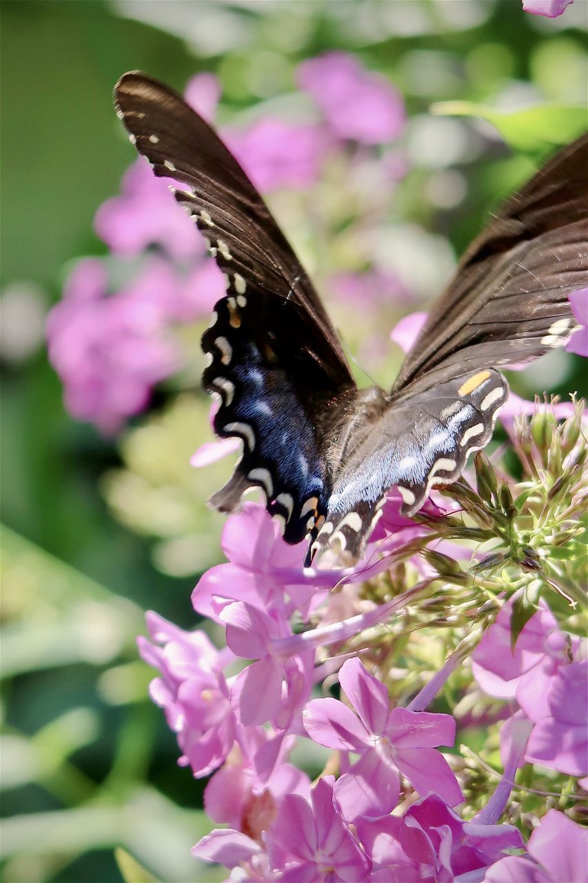 CLOSE-UP OF BUTTERFLY ON PINK FLOWER