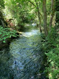 River flowing amidst trees in forest