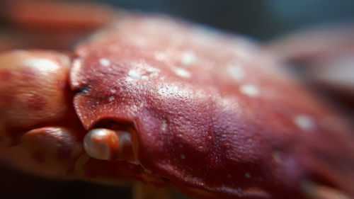 Close-up of hand holding dog