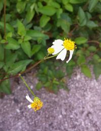 Close-up of yellow flower blooming