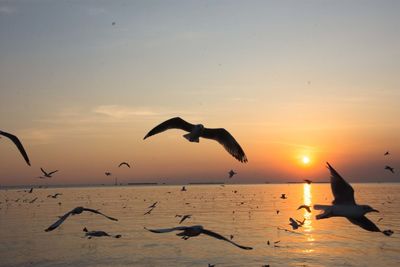 Seagulls flying over sea during sunset