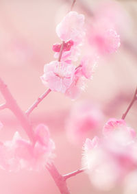 Close-up of pink flowers growing on tree