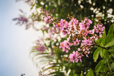 Close-up of pink cherry blossoms in spring