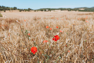 Close-up of red poppy flowers on field