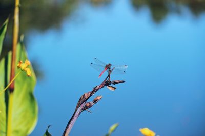 Low angle view of insect on plant