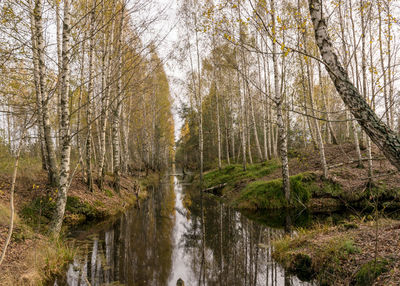 Trees in forest