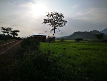 Scenic view of agricultural field against sky