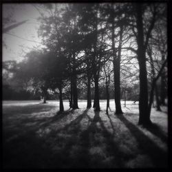 Trees in forest