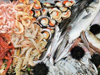 High angle view of fish for sale in market