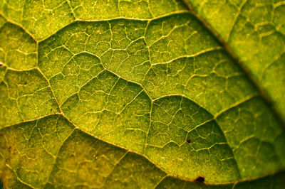 Full frame shot of green leaves