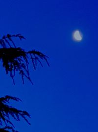 Low angle view of tree against clear blue sky