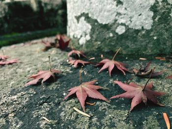 Close-up of maple leaves fallen on tree