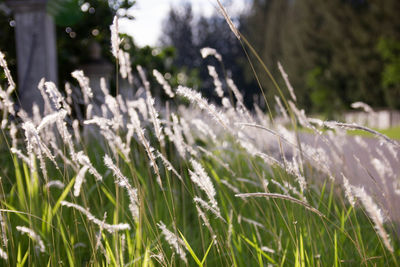 Close-up of grass growing on field