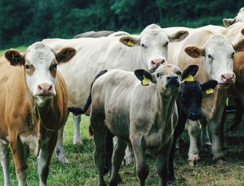 Cows standing in a field