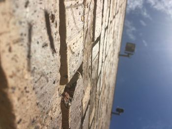 Tree trunk against sky