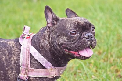 Close-up portrait of black dog on grassy field