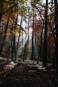 Trees in forest