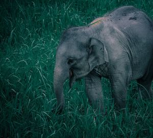 View of elephant in field