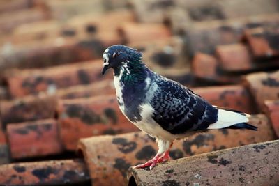 Close-up of pigeon