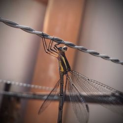 Close-up of dragonfly on a fence