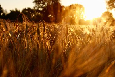 Scenic view of field against sky during sunset