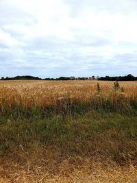 Scenic view of field against sky
