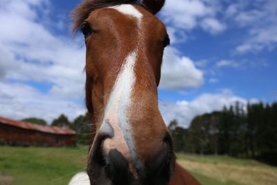 Close-up of horse on landscape against sky