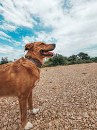 Dog standing on land against the sky