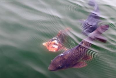 Close up of turtle in water