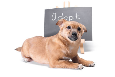 Dog lying on white background