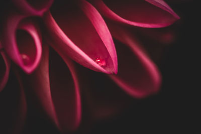 Close-up of pink rose flower against black background