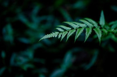 Close-up of fern leaves